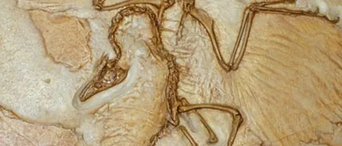 Fosilele unui dinozaur cu pene, descoperite în Germania
