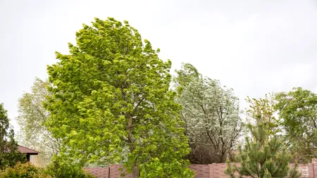 După caniculă, vine toamna. Meteorologii au emis cod galben de vijelii în mai multe județe din România. Când se răcește vremea