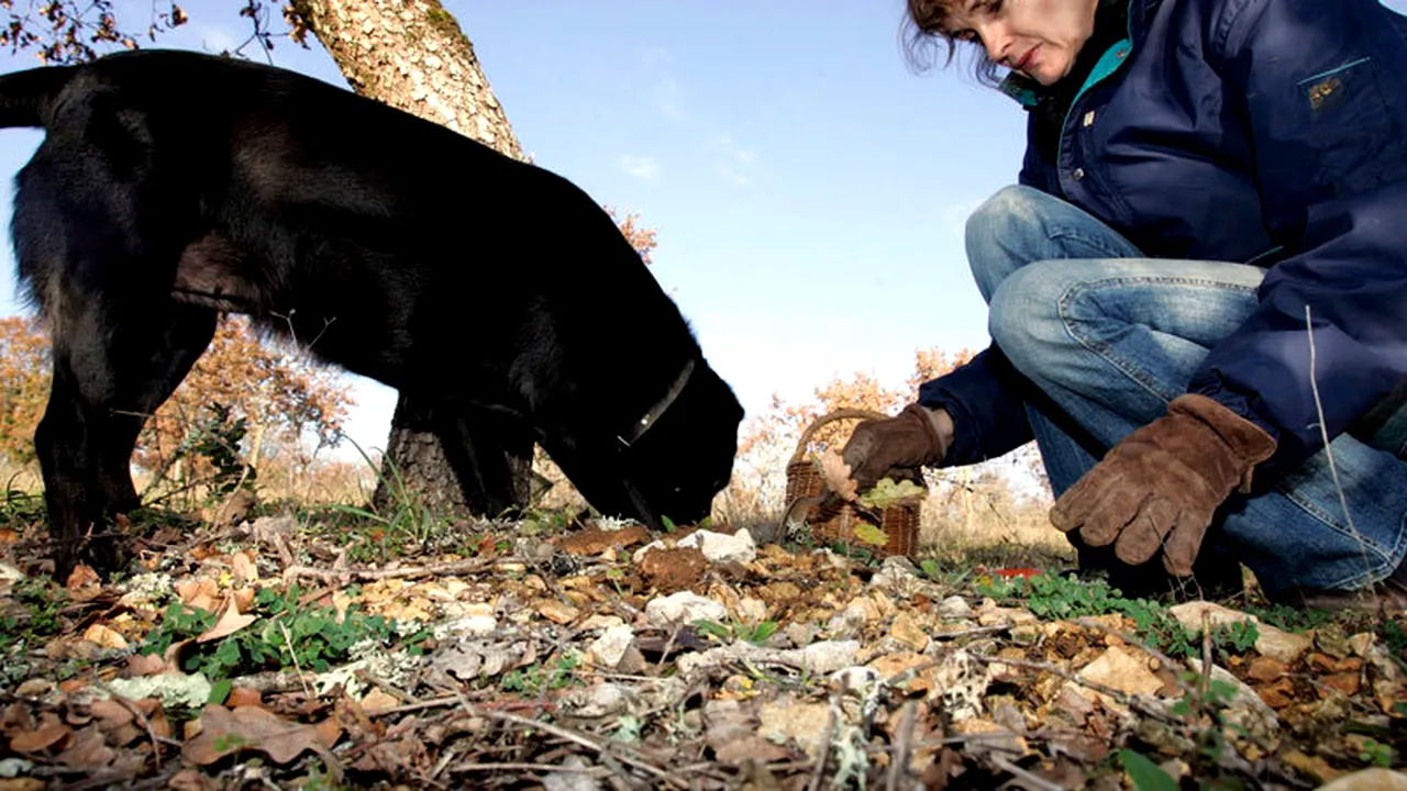 Alimentul care provoacă efecte euforice similare cu marijuana