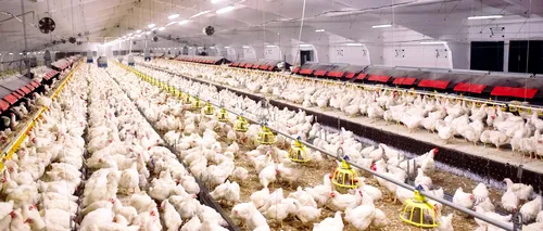 Focare de gripă aviară la mai multe ferme din Olanda și Germania. Sute de mii de păsări vor fi sacrificate