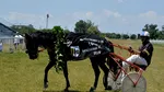 Scandal de dopaj la Marele Premiu de Trap de la Ploiești. Proprietarul calului campion a refuzat testul antidoping al armăsarului