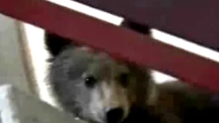 Intervenție de cinci ore, după ce o ursoaică s-a urcat cu puii într-un copac, la Cheia