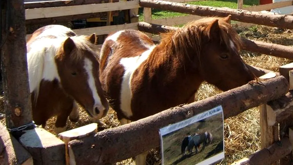 The Sun: Temeri privind SIDA la caii din România