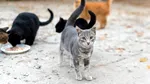 Un oraș european oferă mii de kilograme de hrană gratuită pentru pisicile fără stăpân