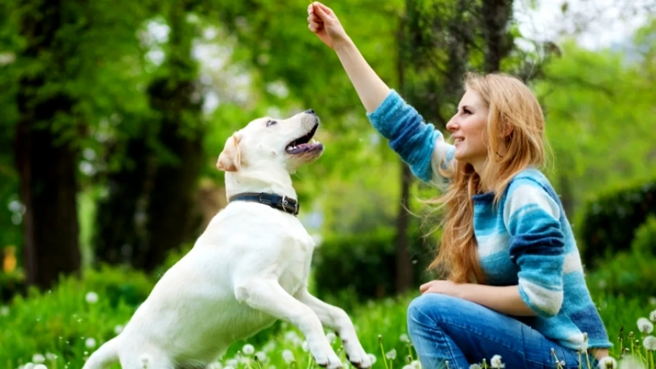 Creierul câinilor procesează vocile și emoțiile asemenea creierului uman