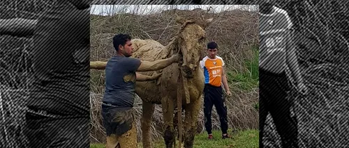 Imagini emoționante: Un cal căzut într-un canal, salvat de pompierii din Sibiu