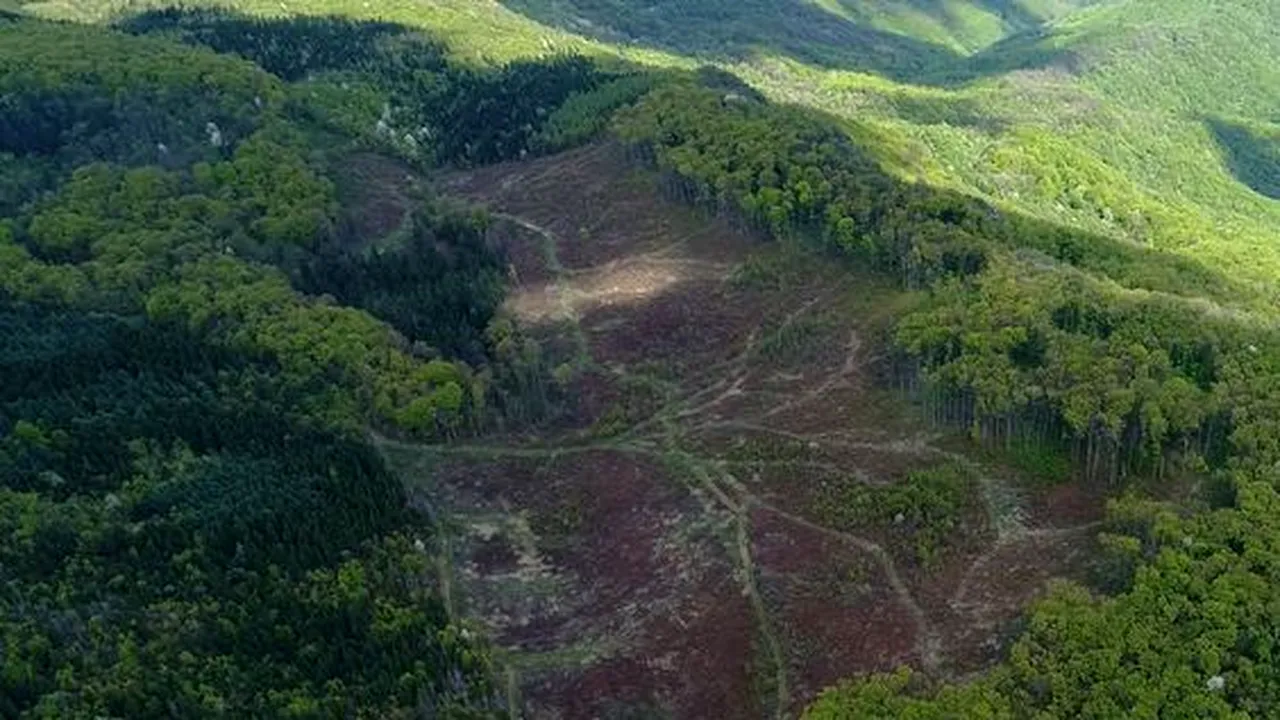 DEFRIȘĂRI ȘI BRACONAJ în parcuri naționale cu păduri seculare. Organizațiile de mediu DEZVĂLUIE CORUPȚIA din Romsilva