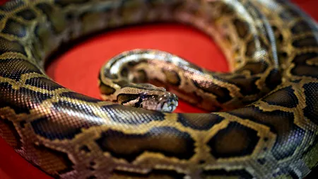 Copil de 5 ani din Australia, atacat de un piton și târât într-o piscină: „Era lung cât o mașină”