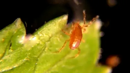 Tu știi ce se află pe mâncare ta? Un student a dezvăluit vietățile care se găsesc pe alimentele naturale - VIDEO