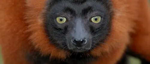 Lemurii, protejați în cel mai mare parc natural din Madagascar