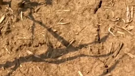 România, amenințată de DEȘERTIFICARE: fermierii în pragul falimentului din cauza secetei extreme