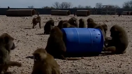 Planul extrem de inteligent pus la cale de un grup de babuini i-a uimit pe savanții de la un laborator de cercetare din Texas. VIDEO