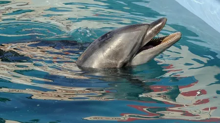 Un delfin de la Complexul Muzeal de Științe ale Naturii Constanța a fost găsit mort în bazin