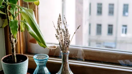 Cele 7 plante care NU TREBUIE ținute în dormitor. Mulți dintre români fac greșeala aceasta