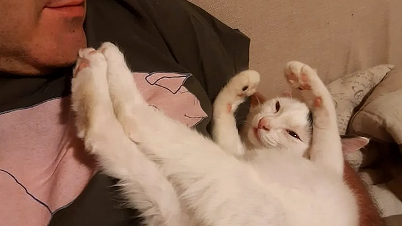 Două pisici și-au salvat stăpânii din calea morții. La scurt timp, casa cuplului a fost distrusă de o viitură / „Mă bucur că Simba și Mose au supraviețuit