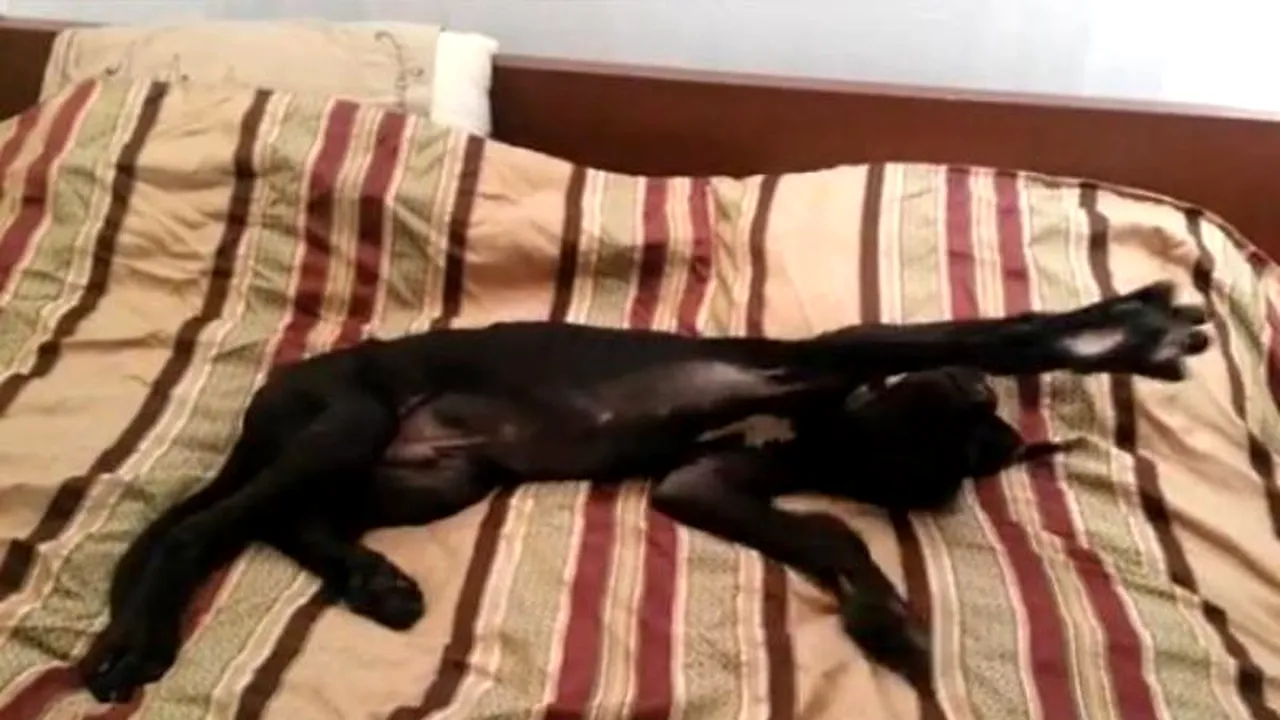 De pe Internet adunate: Reacția amuzantă a unui câine atunci când stăpânul îi spune să se trezească