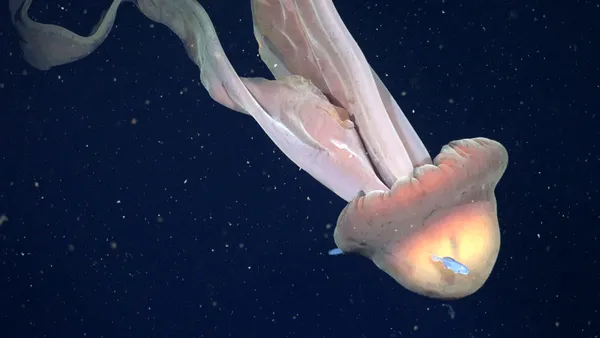 Una dintre cele mai rare creaturi marine a fost surprinsă în Argentina. La ce adâncime a fost filmată meduza care are „dimensiunea unui autobuz“