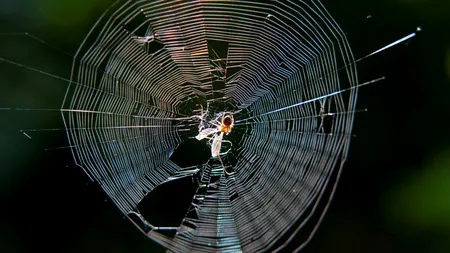 VIDEO. Un oraș din Brazilia, invadat de o colonie de păianjeni