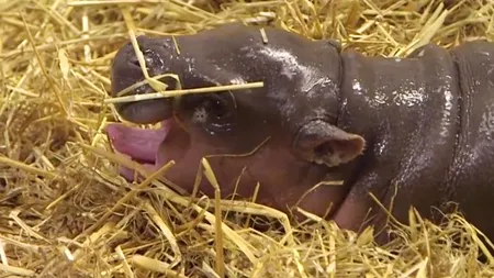 Un pui de hipopotam pitic face senzație la o grădină zoologică din Londra