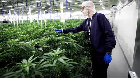 Previziuni. Acțiunile firmelor ce procesează marijuana ar putea crește cu peste 50%, după ce democrații preiau controlul Senatului SUA
