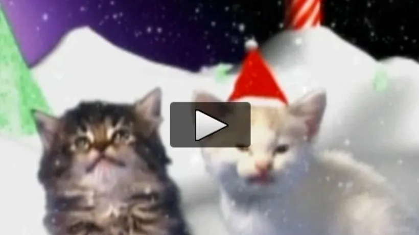 Pisicile colindătoare cântă în acest an melodia Noapte de vis. VIDEO
