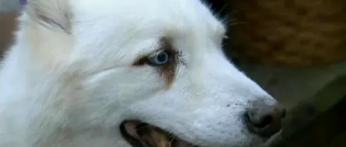 Un câine a traversat New York-ul pentru a ajunge la spitalul unde era internat stăpânul său