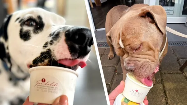 Un român a dat lovitura cu o afacere, în Germania. Face îngheţată pentru căţeii nemţilor. Cât costă o porție