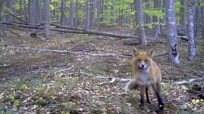 Reacția unei vulpi curioase care a descoperit o cameră de filmare în Parcul Național Semenic - VIDEO