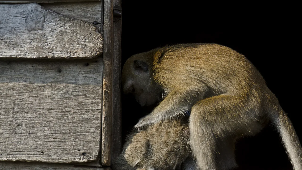 Puricii din blana democrației