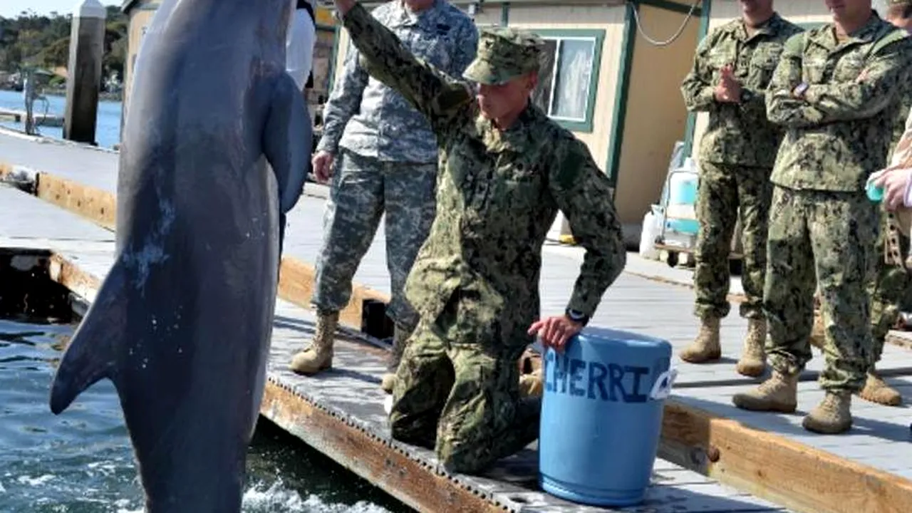 Delfini dresați pentru misiuni militare, în Marea Neagră. Dușa: Este o noutate