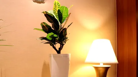 CES 2015. Parrot a lansat ghiveciul pentru flori inteligent