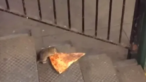 CLIP VIRAL. Ce face un șobolan după ce dă peste o felie de pizza la metrou