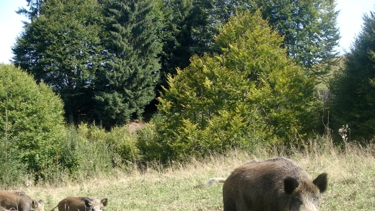 Jandarmii și vânătorii caută o turmă de 15 mistreți care ar fi intrat într-un parc din Cluj-Napoca