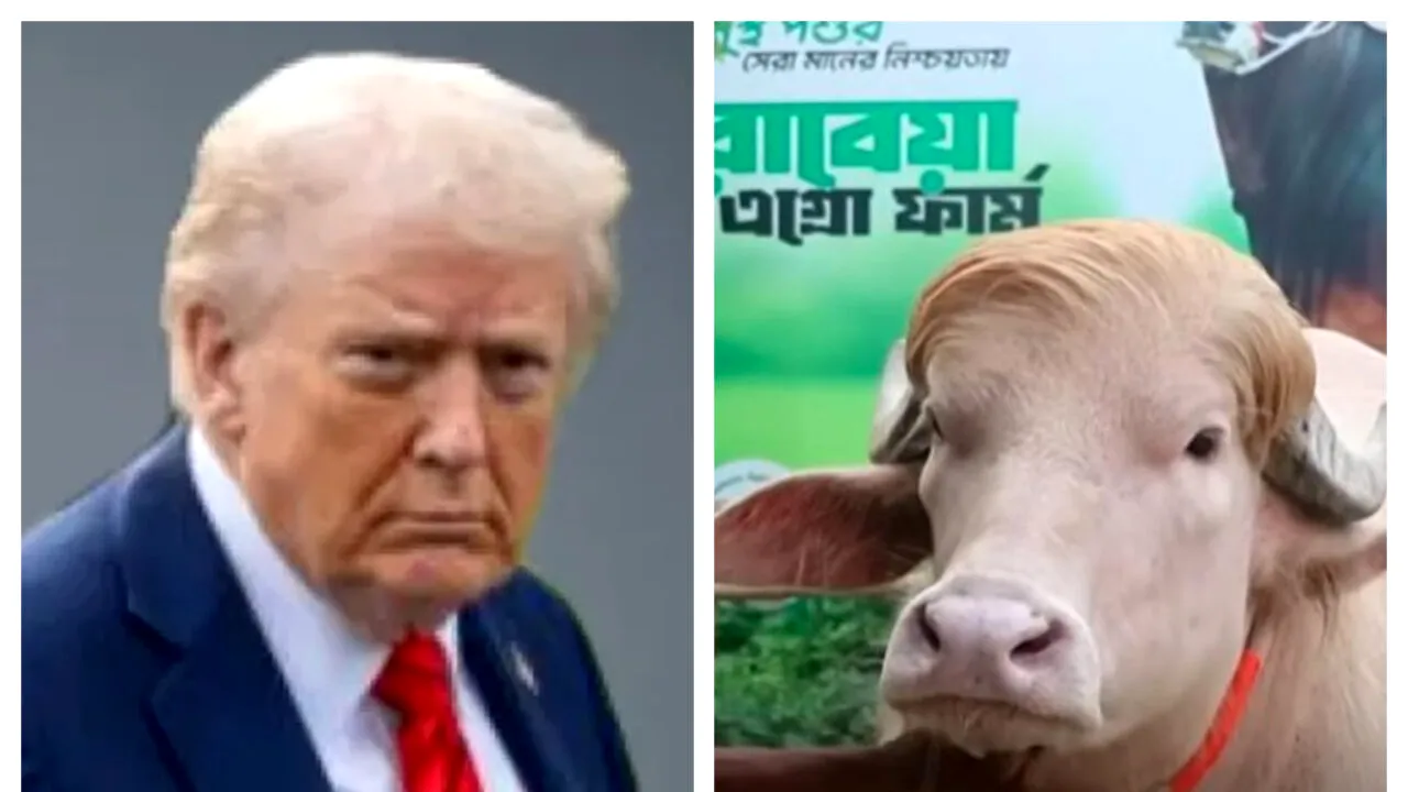 Bivolul cu păr portocaliu „Donald Trump” din Bangladesh va fi sacrificat, după ce a devenit celebru pe rețelele de socializare