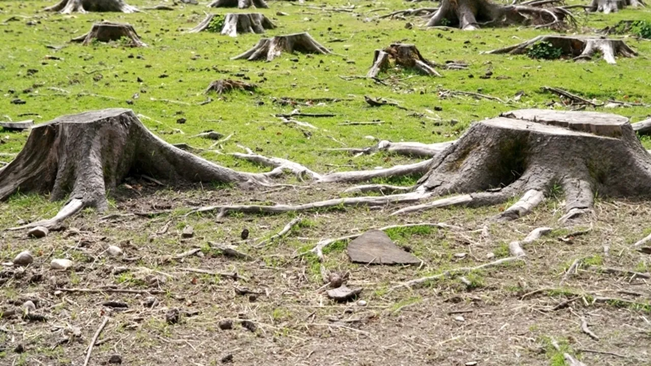 Șeful APM Covasna: Am elibarat doar acord de mediu pentru Holzindustrie Schweighofer, nu autorizație