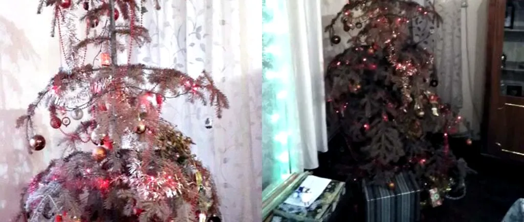 Doi frați din Aiud au în apartament un brad de Crăciun care rezistă de 14 ani. “Era prea frumos să-l aruncăm!”