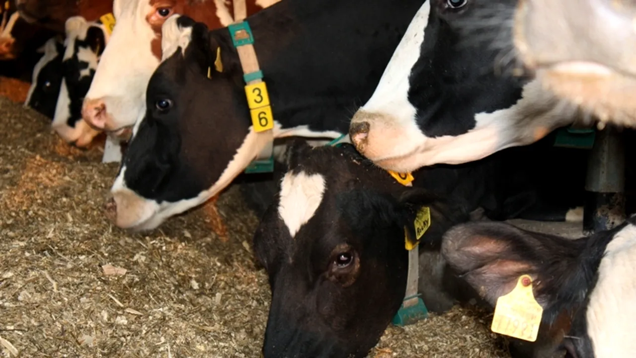 Cu cât a scăzut cantitatea de lapte colectată de procesatori în primele 11 luni ale anului trecut