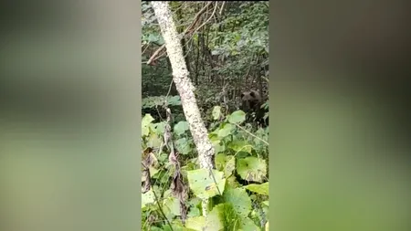 Urs prins într-un gard în localitatea Racovița din Vâlcea. ISU a dat mesaj RO-ALERT