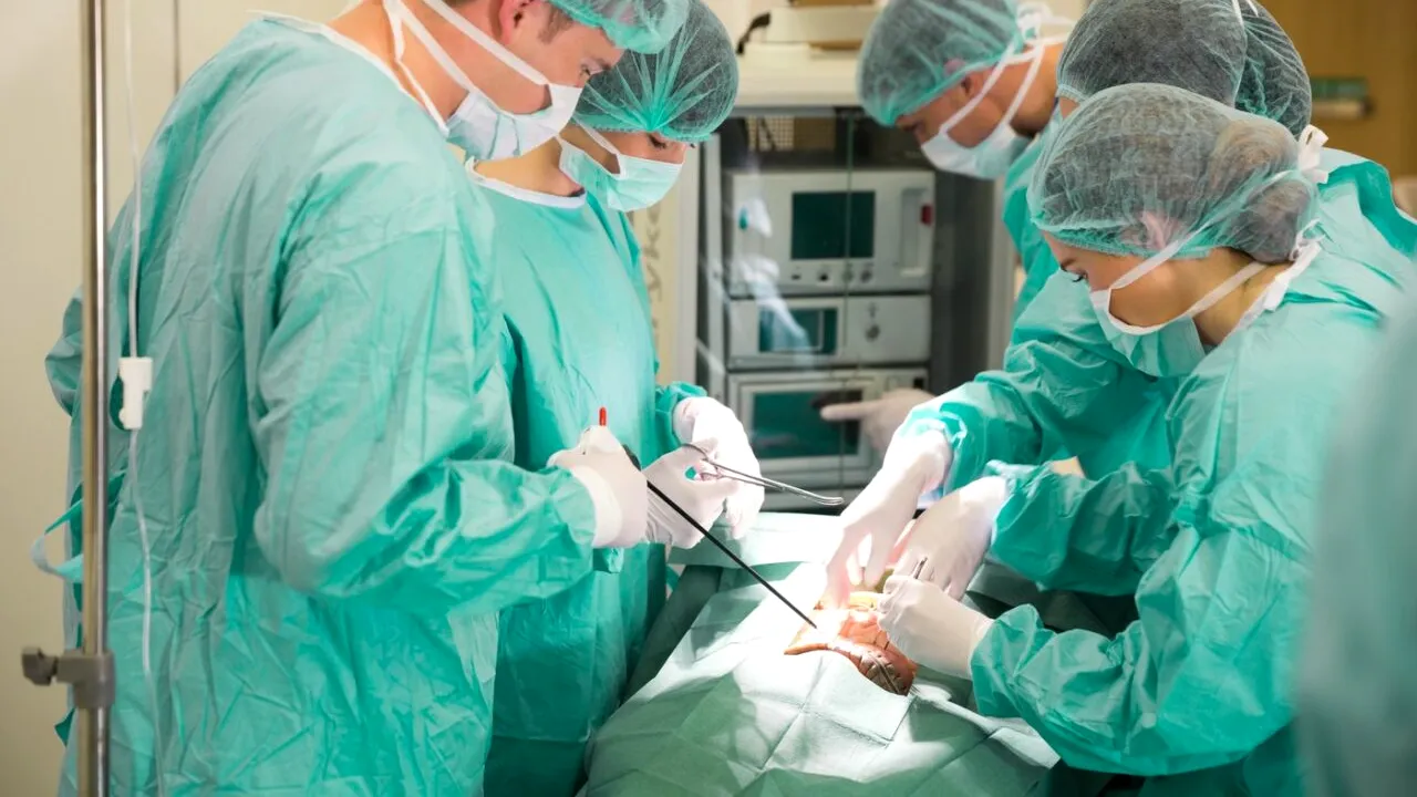 Premieră medicală în China. Un plămân de PORC modificat genetic a fost transplantat unui pacient uman