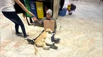 Cerșetor acuzat că și-ar seda câinii pentru a stârni mila trecătorilor, în București. Este suspectat că ar fura animalele și le-ar ucide