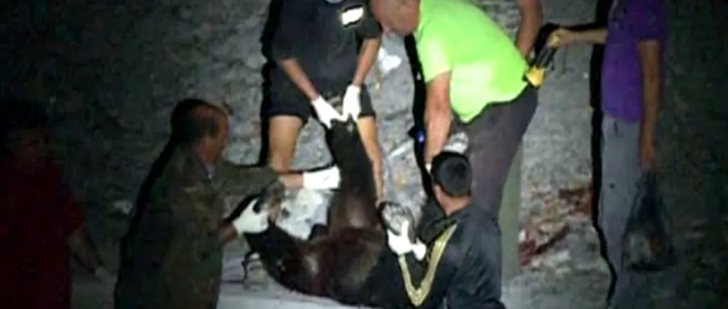 Autoritățile CONFIRMĂ: Ursul împușcat în localitatea Pietroșița e cel care a ATACAT trei oameni și era TURBAT
