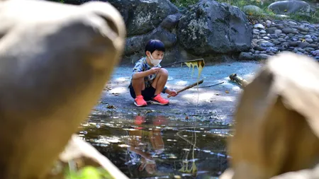 Grădina Japoneză din Herăstrău, locul unde se admiră florile de cireș, este în stare de degradare: „Specialiștii noștri știu doar să taie iarba. Este greu să întreții o astfel de amenajare” | GALERIE FOTO