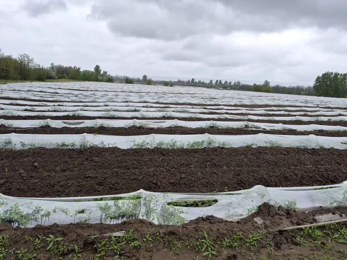 Frigul întârzie pepenii și căpșunile. Schimbările climatice afectează fructele de la câmp