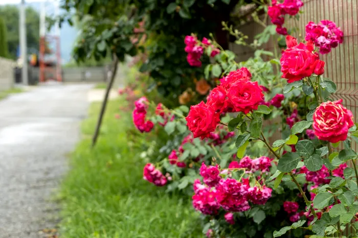 Ce se întâmplă dacă rupi flori de pe domeniul public / sursă foto: Shutterstock