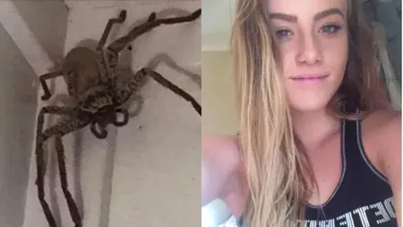 Vizită terifiantă într-o casă din Australia. O tânără a găsit un păianjen uriaș în locuința ei: Nu știu cum să scap de el