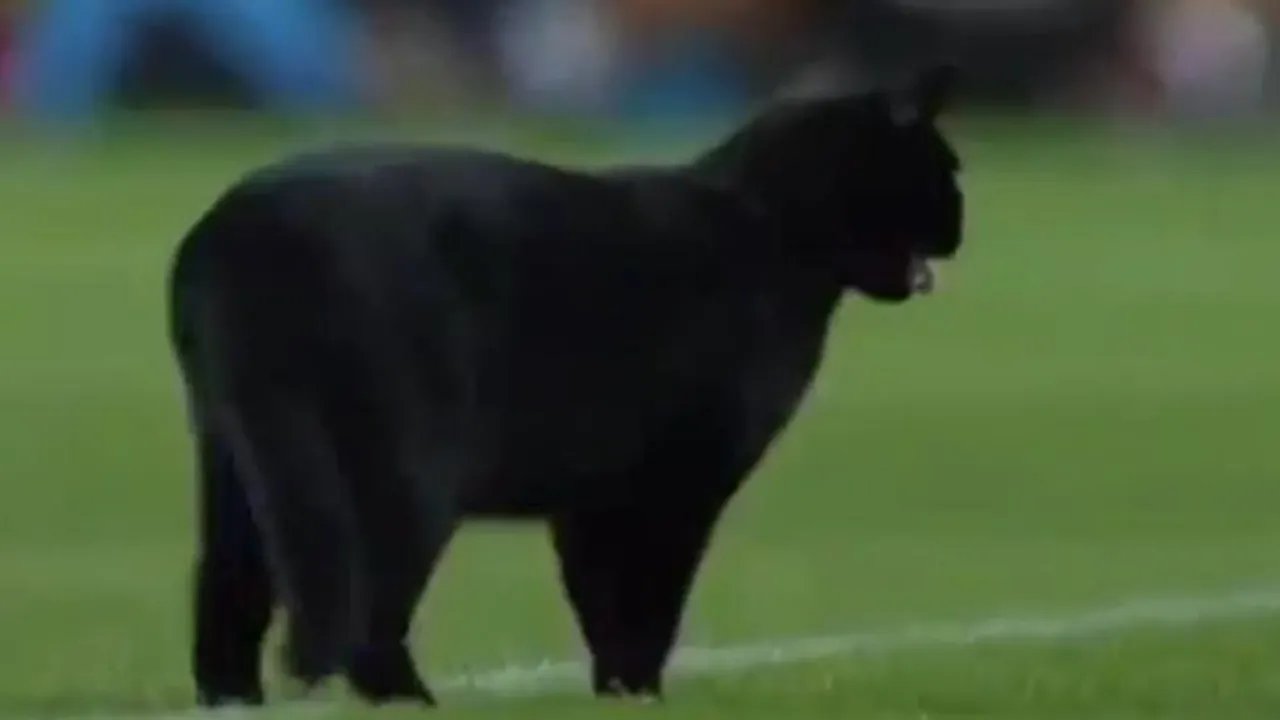Ea este pisica neagră care a reușit să întrerupă meciul FC Barcelona-Elche. VIDEO