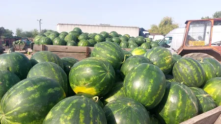 CANICULA scade prețul pepenilor. Cu cât au ajuns să se vândă în Dăbuleni
