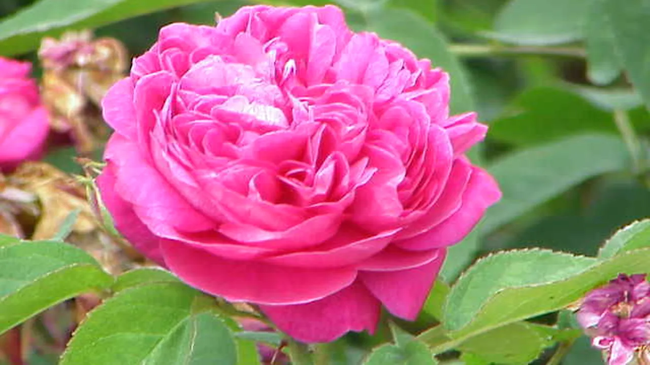 Războiul sirian și victimele sale. Una dintre cele mai vechi flori din istorie amenințată cu dispariția