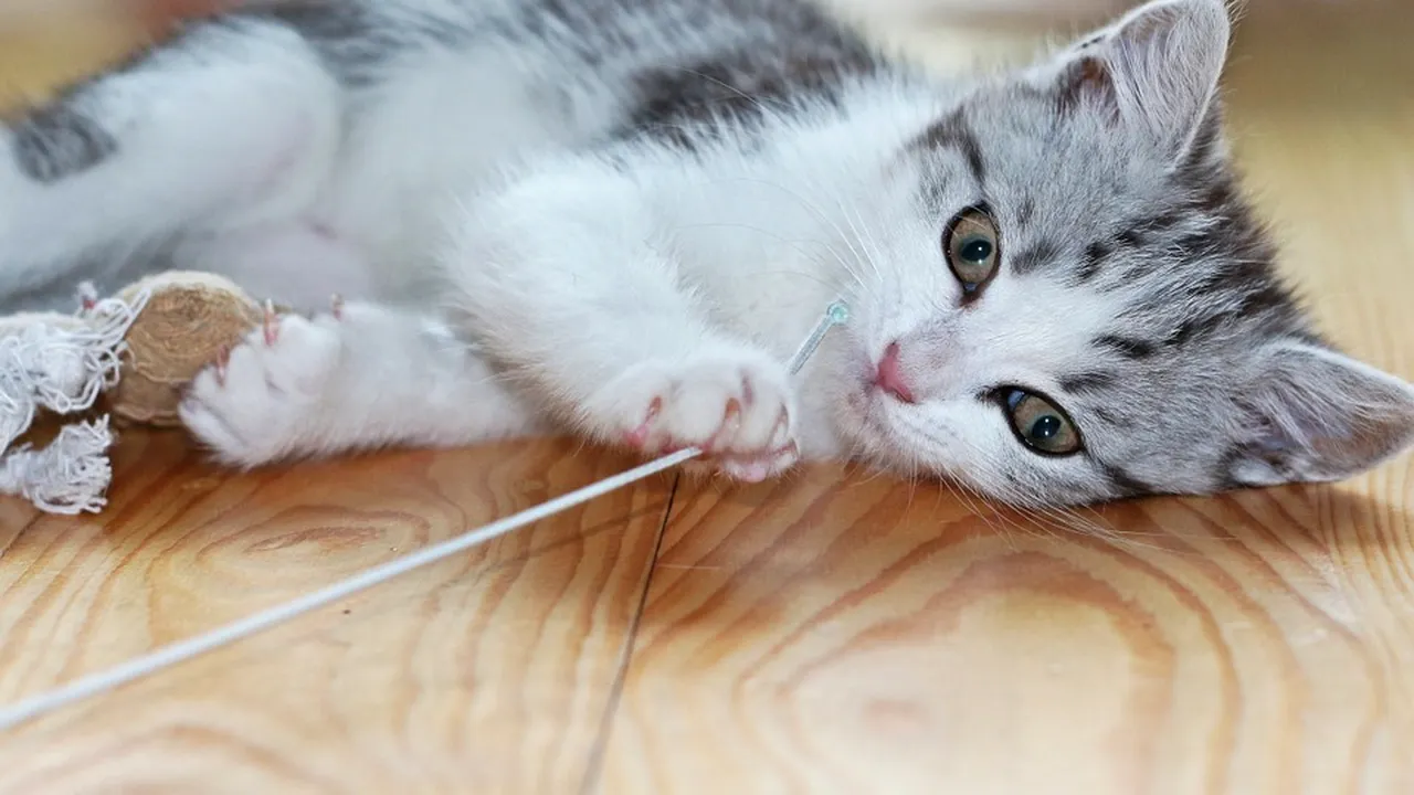 Primăria Capitalei anunță: Vrem să demarăm recensământul animalelor cu stăpân / Ce amenzi riscă cei care nu își declară animalul 