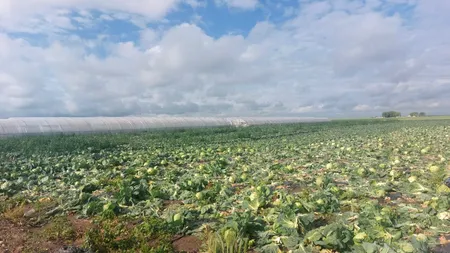 Gest disperat al unui fermier din Satu Mare după ce a rămas cu varza, nevândută, pe câmp. Unii îl admiră, alții glumesc pe seama situației